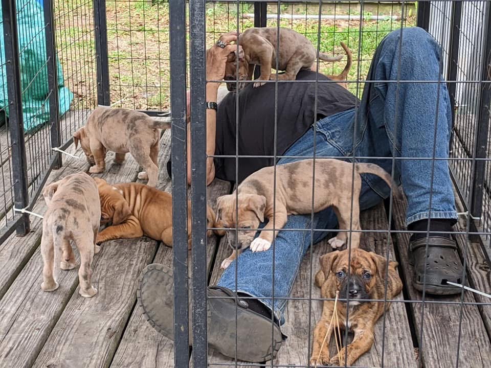 Mother Catahoula resting with her litter